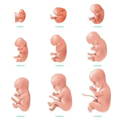 Jak wygląda dziecko w 5 miesiącu ciąży? Fascynujący rozwój płodu